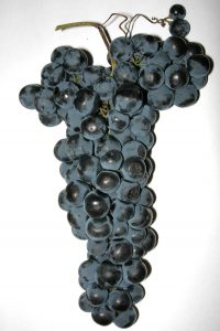 Tempranillo